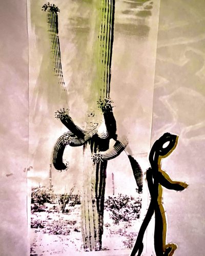 Bikecentenial, desert flowers